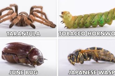 How To Eat Every Insect | Method Mastery | Epicurious