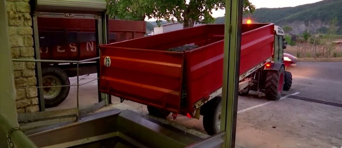 France heatwave could create ‘exceptional’ wine France heatwave could create 'exceptional' wine