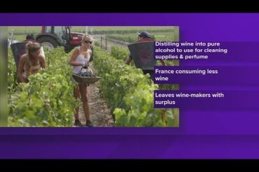 France destroys wine due to excess supply