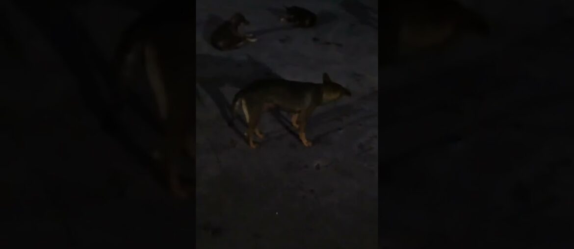 12 midnight#short#street dog waiting the food#street dog hungry#street dog is a very good behavior. 12 midnight#short#street dog waiting the food#street dog hungry#street dog is a very good behavior.