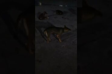 12 midnight#short#street dog waiting the food#street dog hungry#street dog is a very good behavior.
