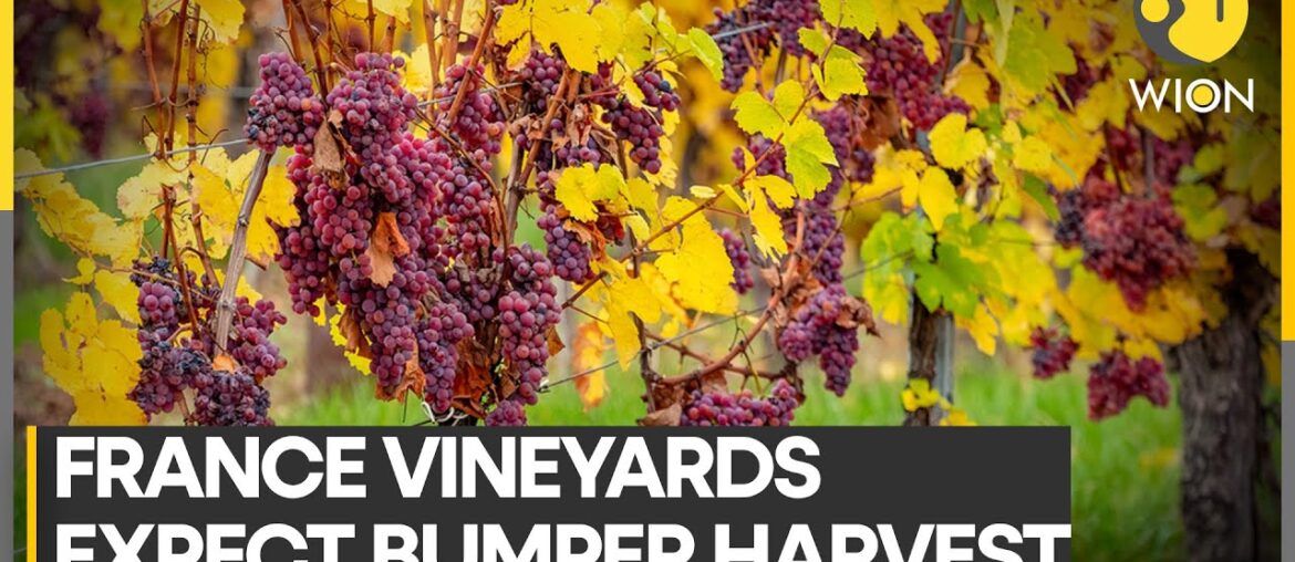Burgundy vineyards expect bumper grape harvest | WION Climate Tracker