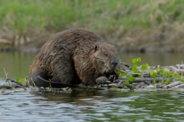 Great Yellowstone Thaw E02