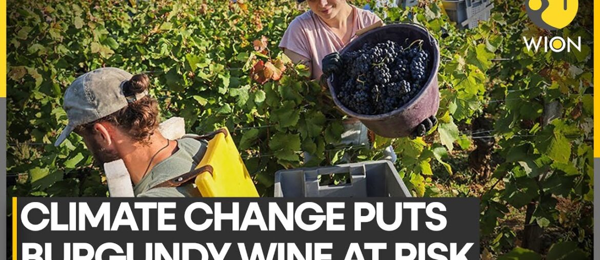 Climate change threatens grapes of burgundy wine region | WION Climate Tracker
