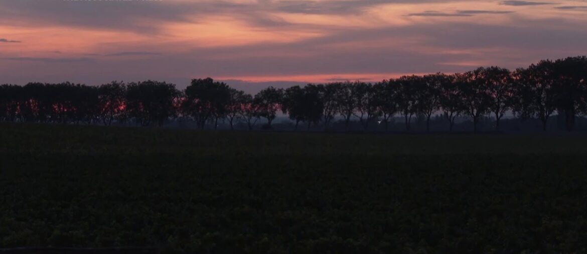 New varieties of French grape fight climate change