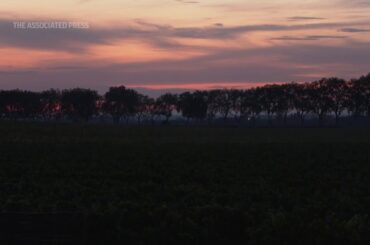 New varieties of French grape fight climate change