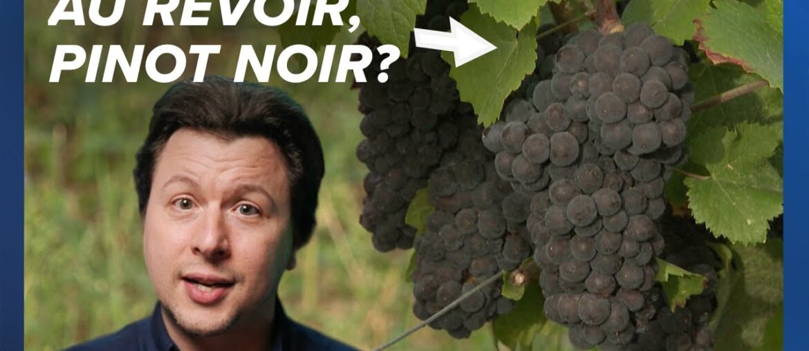 How climate change is affecting French wine (and Swedish wine, too)