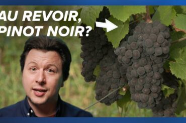 How climate change is affecting French wine (and Swedish wine, too)