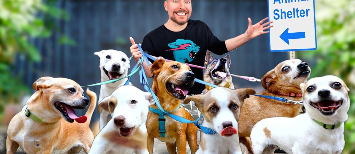 I Adopted EVERY Dog In A Dog Shelter I Adopted EVERY Dog In A Dog Shelter