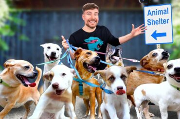I Adopted EVERY Dog In A Dog Shelter