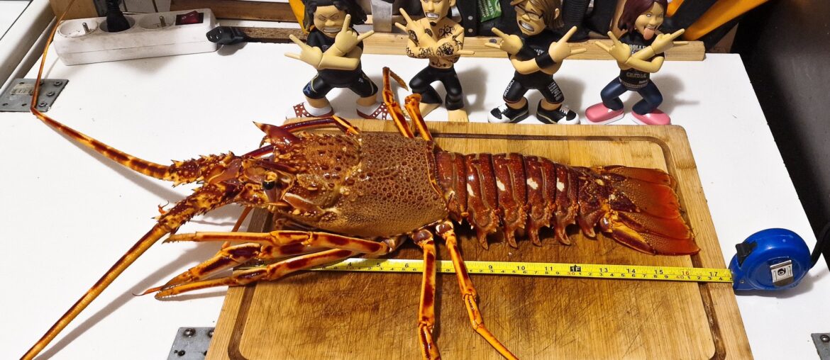 Téma la taille des surcrevettes