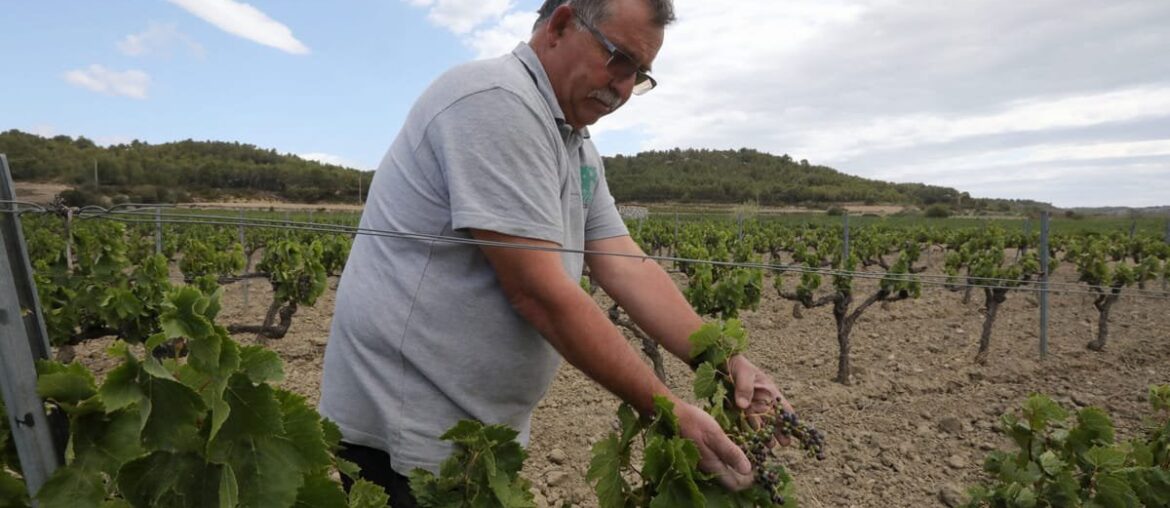 Bordeaux bloodbath! France pays winemakers to dig up vines