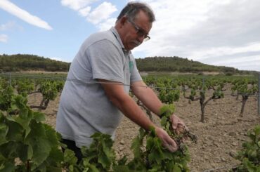 Bordeaux bloodbath! France pays winemakers to dig up vines
