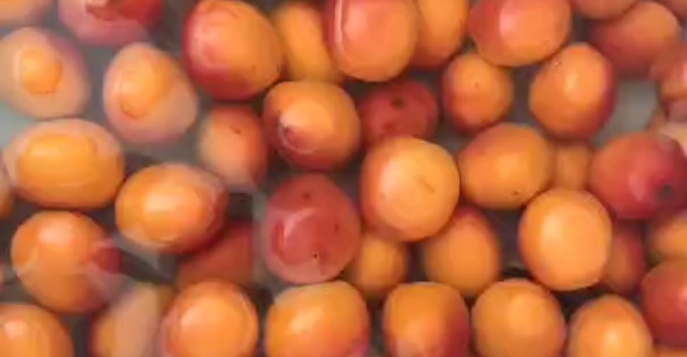 Confiture d'abricots et abricots-romarin