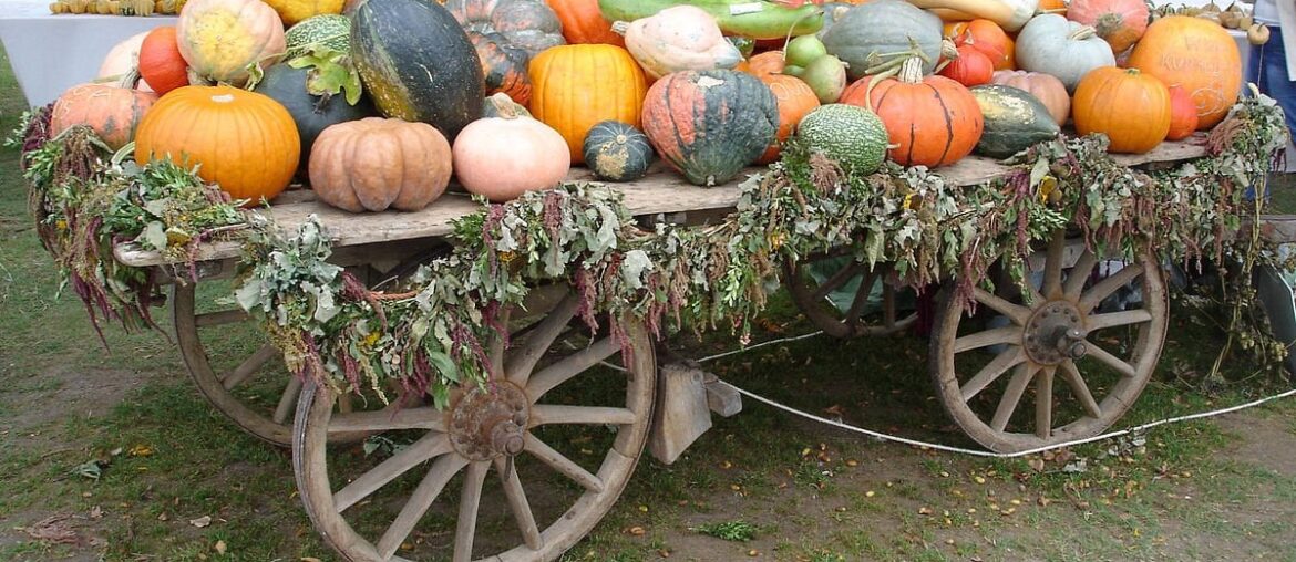 Concours automnal : recettes à base de courge !