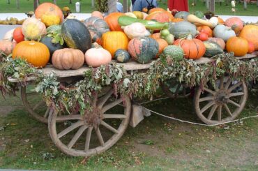 Concours automnal : recettes à base de courge !