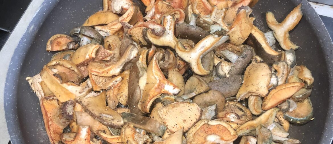 Consommons les lactaires