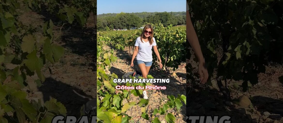 Grape Harvesting #cotesdurhone #grapeharvest #frenchwine #vineyard #winemaking #travel #travelvlog