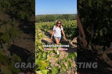 Grape Harvesting #cotesdurhone #grapeharvest #frenchwine #vineyard #winemaking #travel #travelvlog