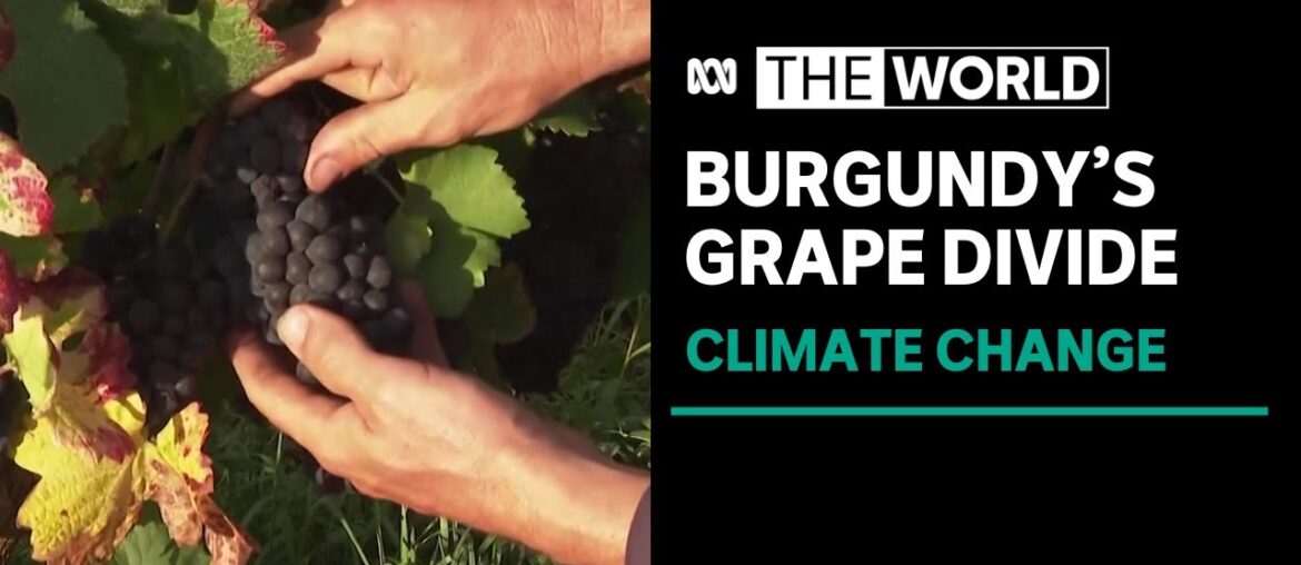 Climate change threatens grapes of Burgundy wine region | The World