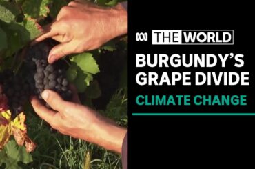 Climate change threatens grapes of Burgundy wine region | The World