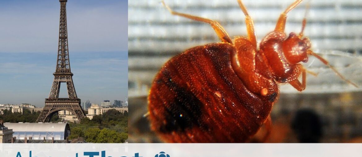 ‘No one is safe’: how Paris is battling a bedbug infestation | About That 'No one is safe': how Paris is battling a bedbug infestation | About That