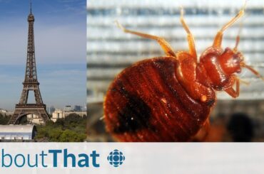'No one is safe': how Paris is battling a bedbug infestation | About That