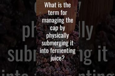 Harvest time! Cap management #winefacts