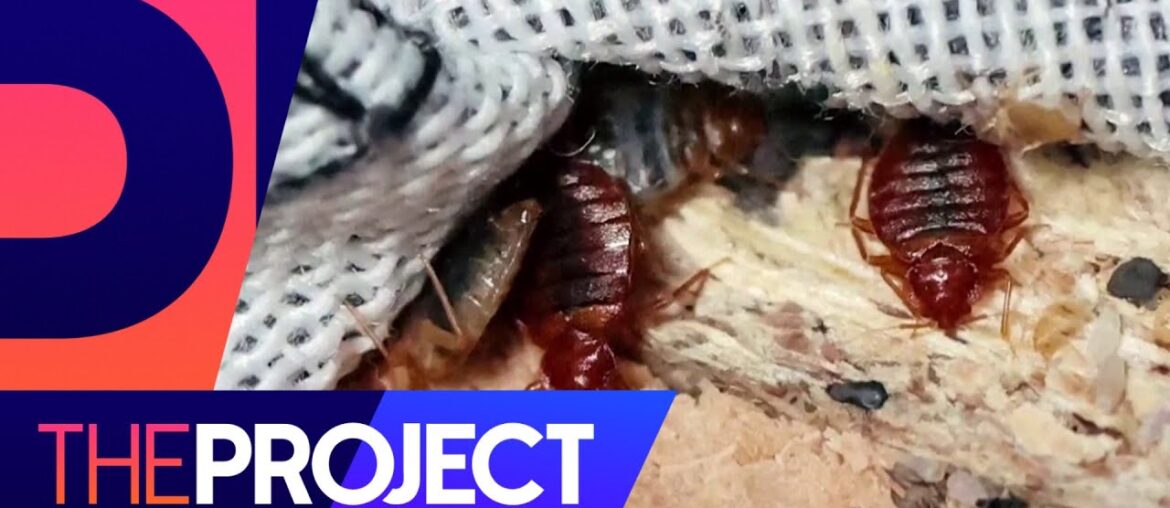 ‘Out of control’: Could French bed bugs make it to Aotearoa? | The Project NZ 'Out of control': Could French bed bugs make it to Aotearoa? | The Project NZ