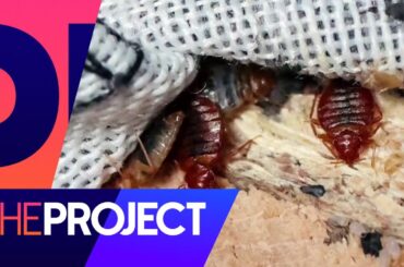 'Out of control': Could French bed bugs make it to Aotearoa? | The Project NZ