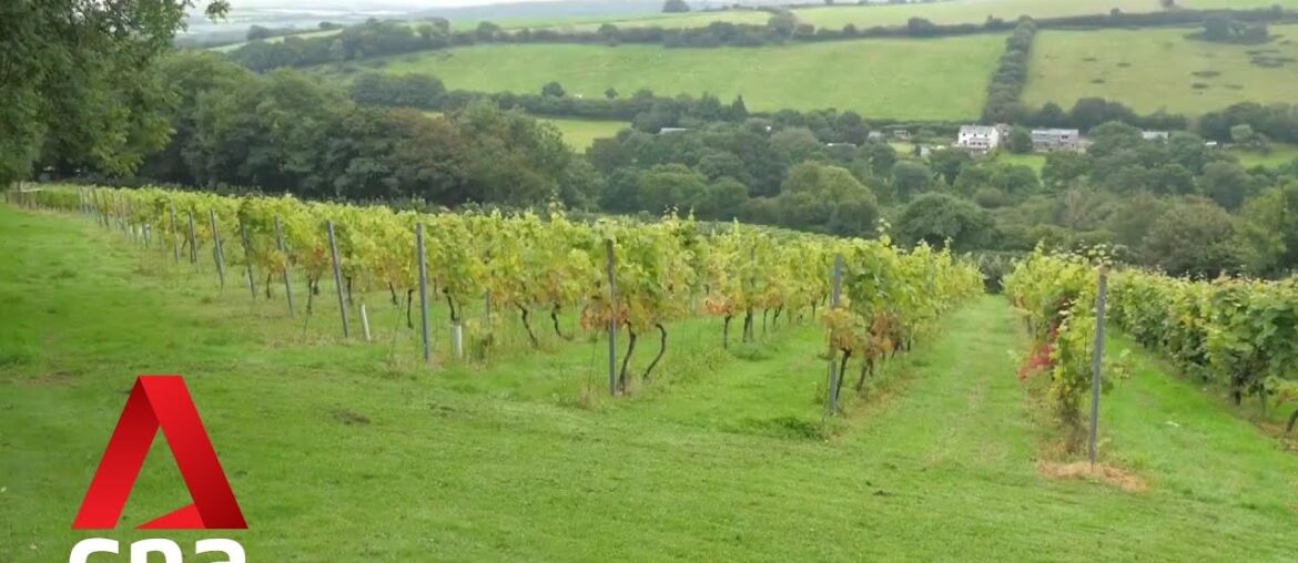 UK emerges as rising wine power in warmer world UK emerges as rising wine power in warmer world
