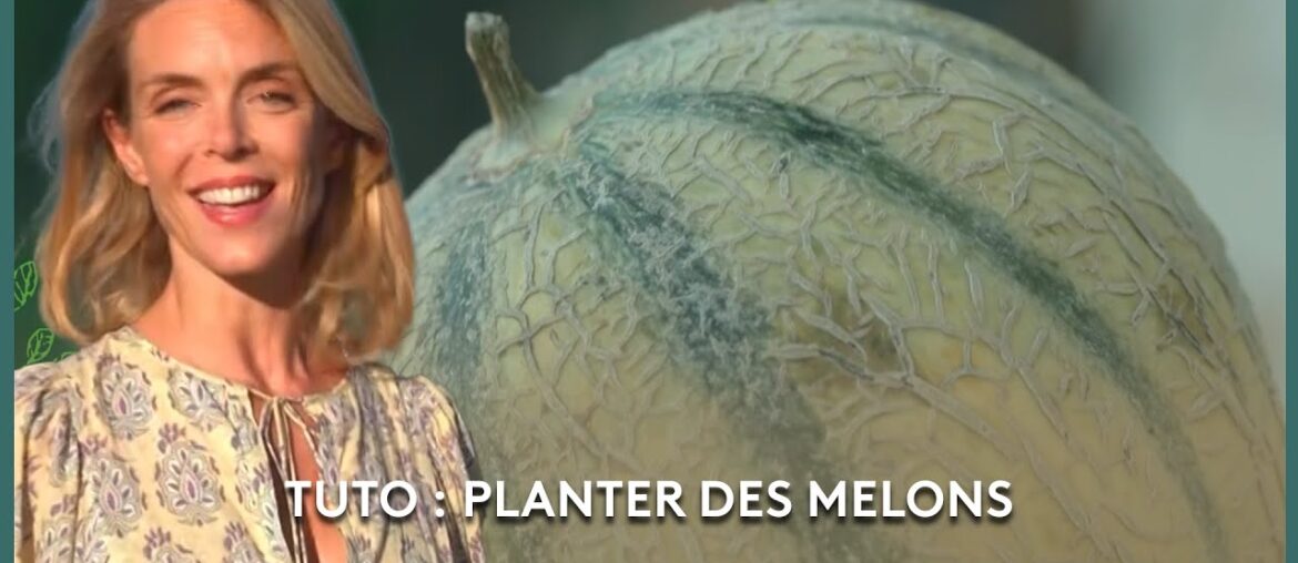 Le potager gourmet du Lot – Les Potagers de Julie Le potager gourmet du Lot - Les Potagers de Julie