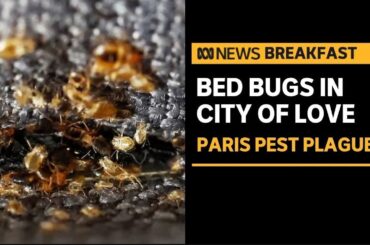 Paris grapples with bed bug outbreak | ABC News