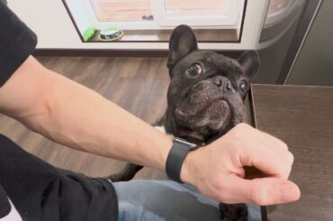 What's on your dining table? | Curious French Bulldog
