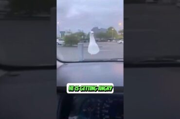 This Seagull really wants this French fry #funny #parody