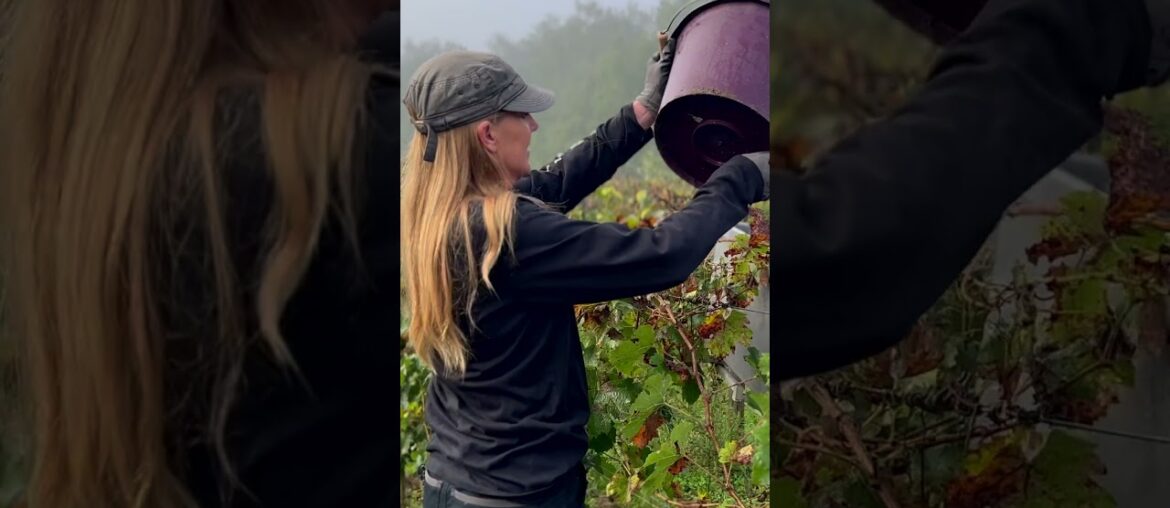 Traditional French grape harvest #loirevalley #wine