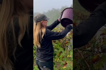Traditional French grape harvest #loirevalley #wine