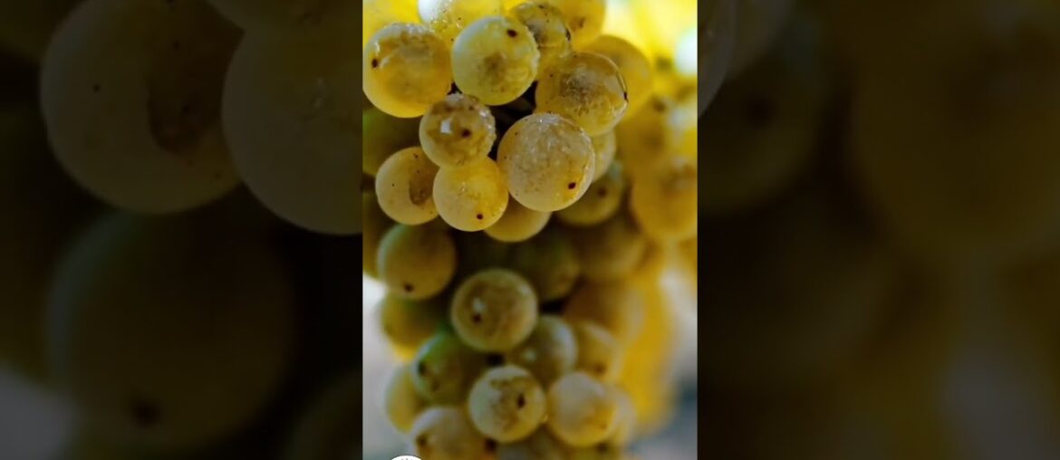 3 Things that define Champagne