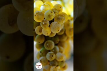 3 Things that define Champagne