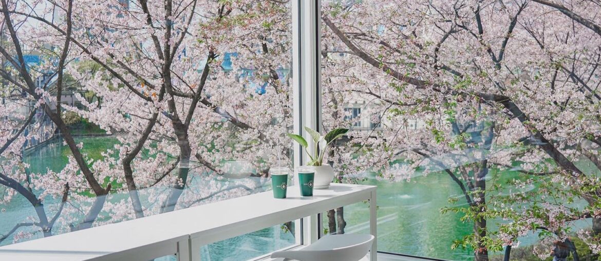 Cafe surrounded by cherry blossoms overlooking the Seokchon Lake, Songpa District, Seoul, South Korea [1440x1800]