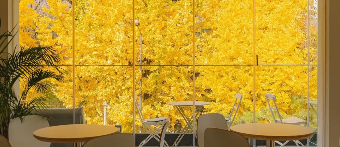 Cafe with a terrace surrounded by views of autumn foliage in Gangbuk District, northern Seoul, South Korea [1440x1800]
