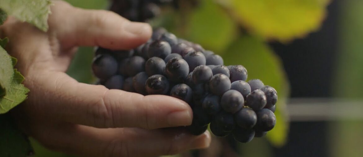 H-E-B's Pinots from Burgundy | France :15