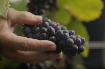 H-E-B's Pinots from Burgundy | France :15