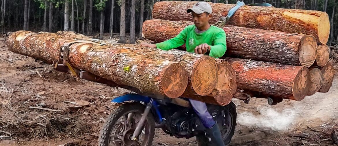 Genius Solution They Found to Transport Ton of Logs in Middle of the Jungle