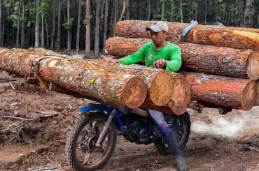 Genius Solution They Found to Transport Ton of Logs in Middle of the Jungle