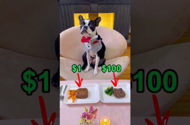 My Dog Picks Between a $100 and $1 Meal