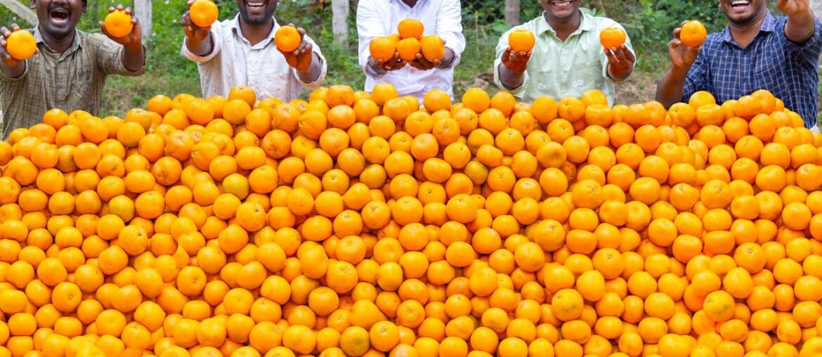 ORANGE JUICE | Huge Orange Juice Making | Orange Recipes | Cooking Kesari Dessert Recipe in Village ORANGE JUICE | Huge Orange Juice Making | Orange Recipes | Cooking Kesari Dessert Recipe in Village