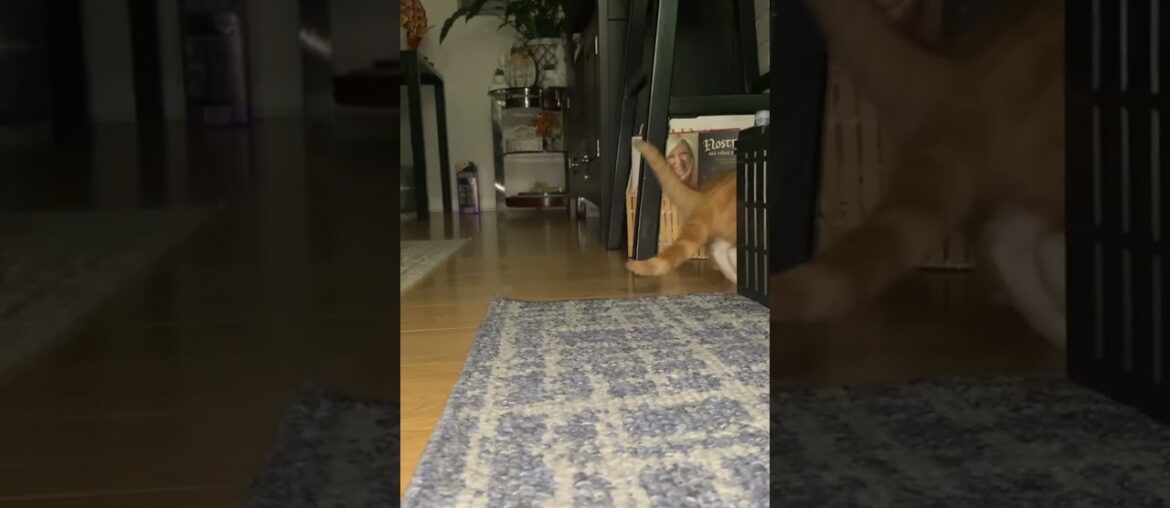 Introducing French Fry & Big Mac! #cat #catlover #boo #shorts #cute #kitten