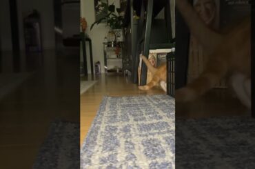 Introducing French Fry & Big Mac! #cat #catlover #boo #shorts #cute #kitten