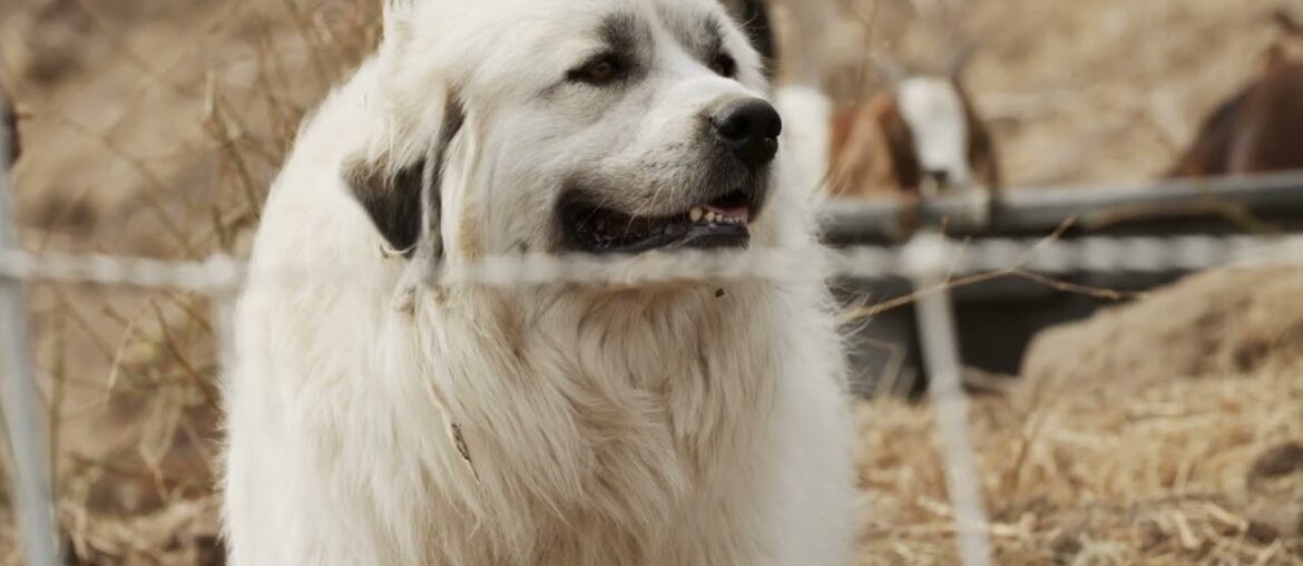 Walking in the Wine Country Walking in the Wine Country